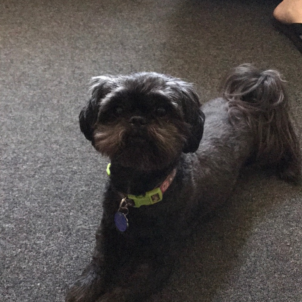 Meet your Posher, Dawn